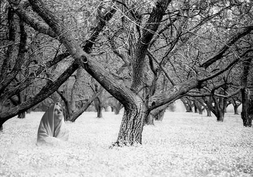 Snow Flower Sanctuary