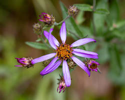 Wild Aster