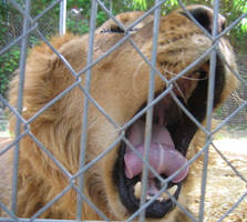 Lion Yawning