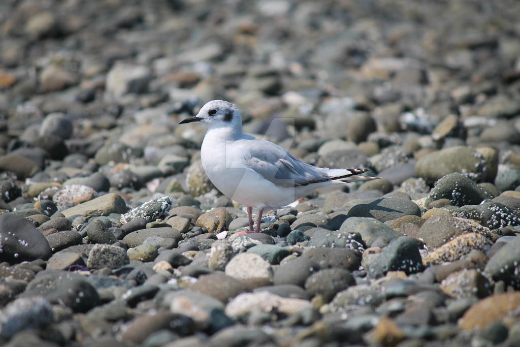 Bonaparte's Gull