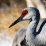 Sandhill Crane