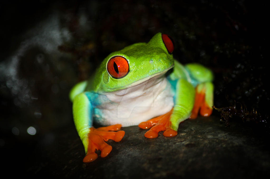 Bright eyes - Red-eyed Tree Frog