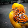 Fanciful - Male Chinese Golden Pheasant