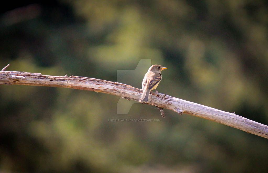 Juvenile Willow Flycatcher