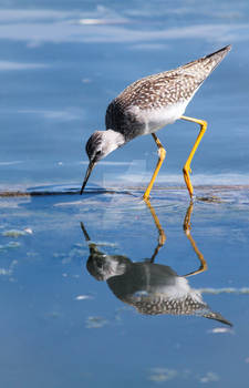 When will my reflection show - Lesser Yellowlegs