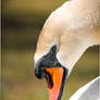 Sheer elegance - Mute Swan