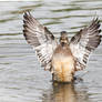 The Conductor of the Orchestra - Female Wood Duck