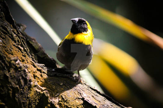 Cuban Finch - Tiaris canorus