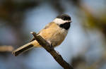 181. Black-capped Chickadee - Poecile atricapillus by Spirit-whales