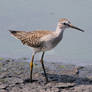 88. Lesser Yellowlegs - Tringa flavipes