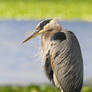 Windblown Heron - Great Blue Heron