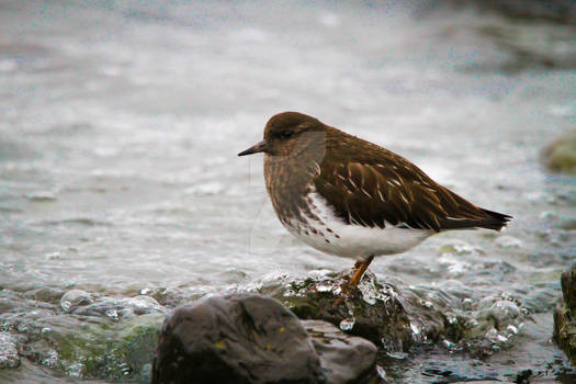 Yellow - Black Turnstone