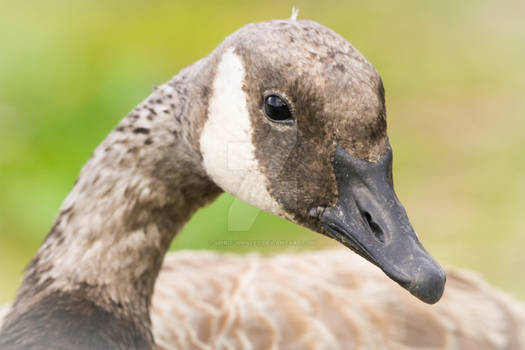 Sweet and Wild - Leucistic Canada Goose