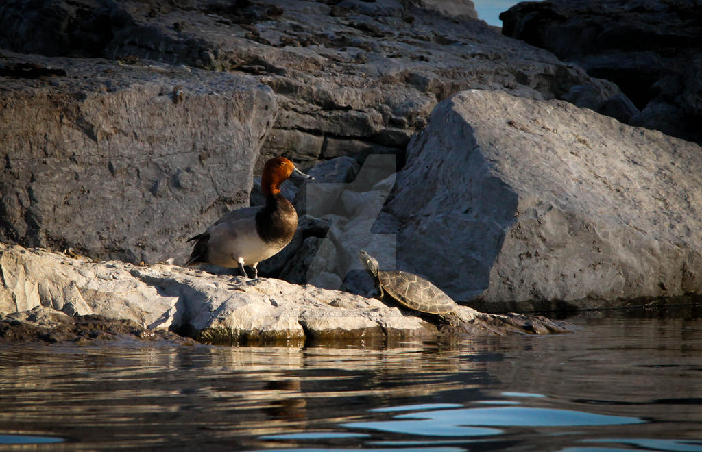 The Turtle and the Drake by Spirit-whales on DeviantArt