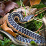 I'm big and dangerous - Garter Snake