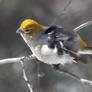 Female Pine Grosbeak rousing