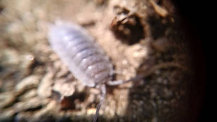 pill bug dirt