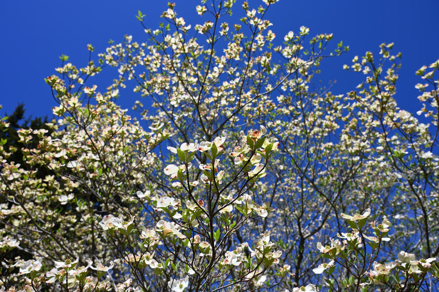 Lumenbloom Tree Bloom Tree by S-RADX on DeviantArt
