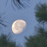 Pining For Luna