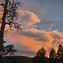 Orange Fading