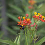 Bumble Bee Garden Ocracoke Island