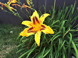 Bright Yellow lilly