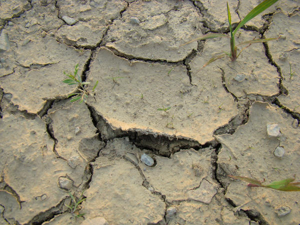Dried Up mud 7