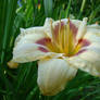 flower 1