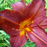 flower 22