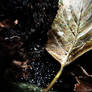 Autumn leaf with waterdrops