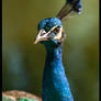 Pavo Real