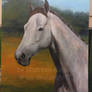 light grey thoroughbred