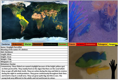 Stoplight Parrotfish profile