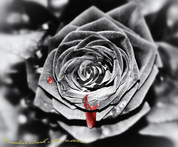 ~Blood Rose~ by Eruadur