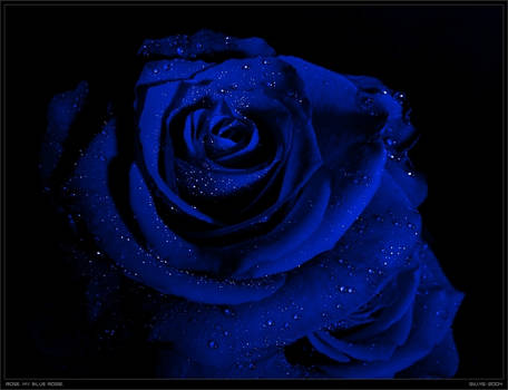 rose. my blue rose.