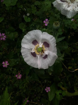 White Flower