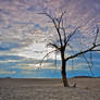 desert tree stock 1