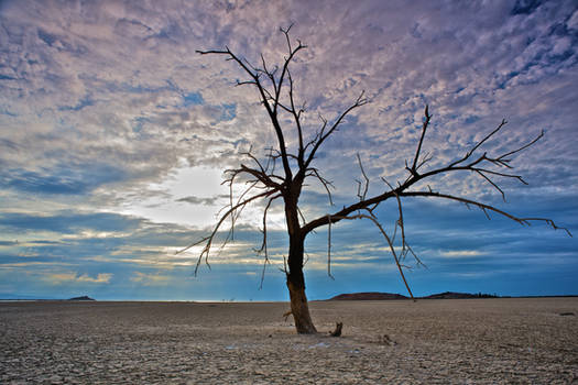 desert tree stock 1