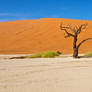 orange sand and tree stock