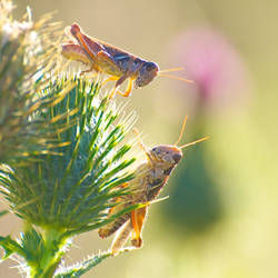 grasshoppers stock 2