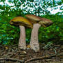 mushroom stock