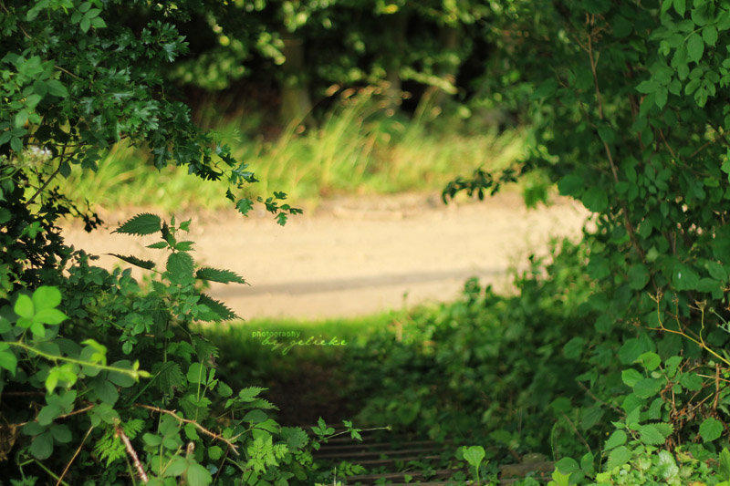 Surrounded by leaves by Chlorofyl