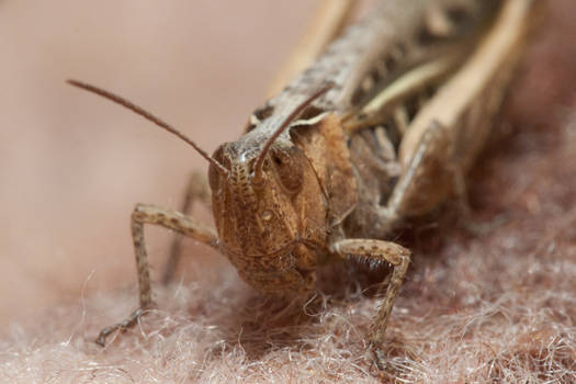 Orthoptera