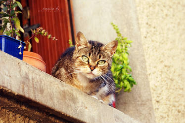 the cat next door. by kamilla-b