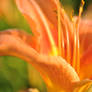 DayLily.