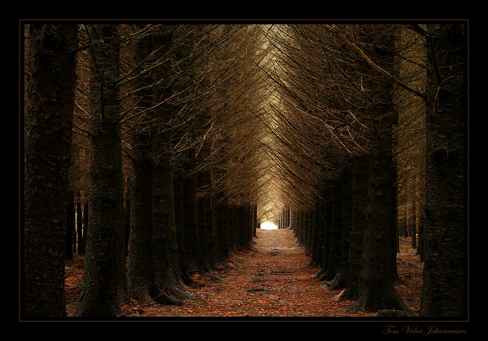 Hallway of the Elves