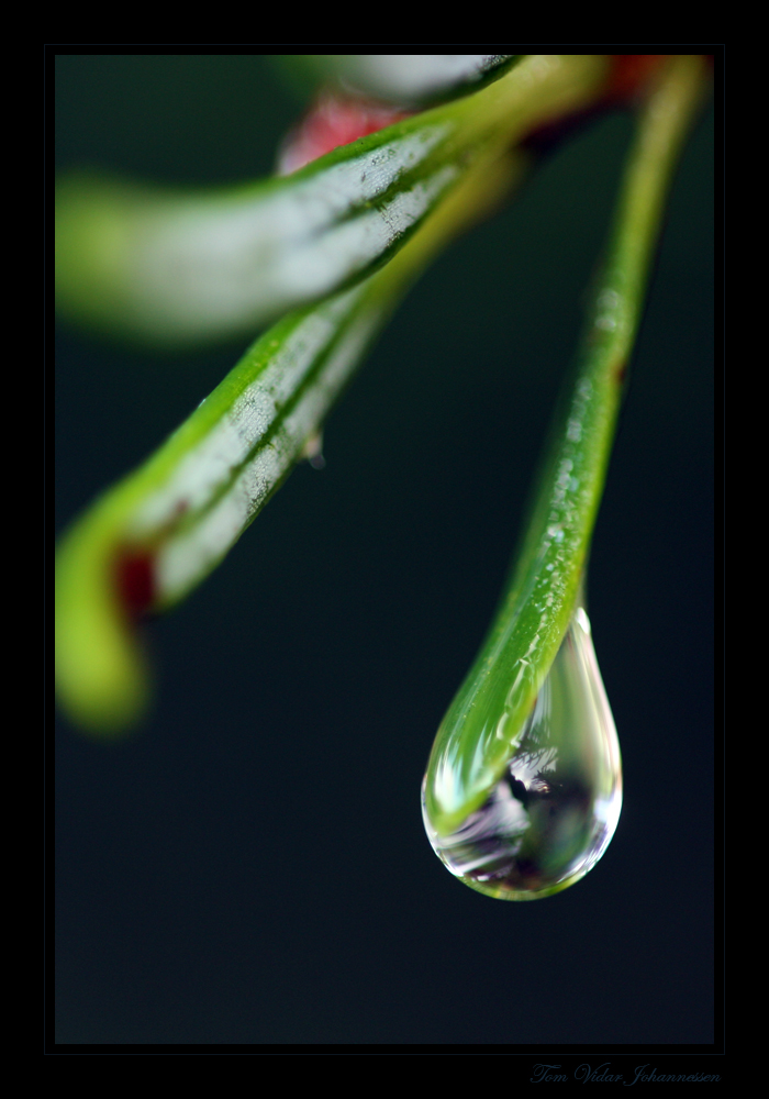 Drop of Life