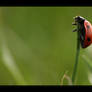 Coccinella Septempunctata