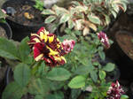 Batik Rose