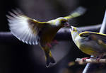 Greenfinches by LastAutumnShade
